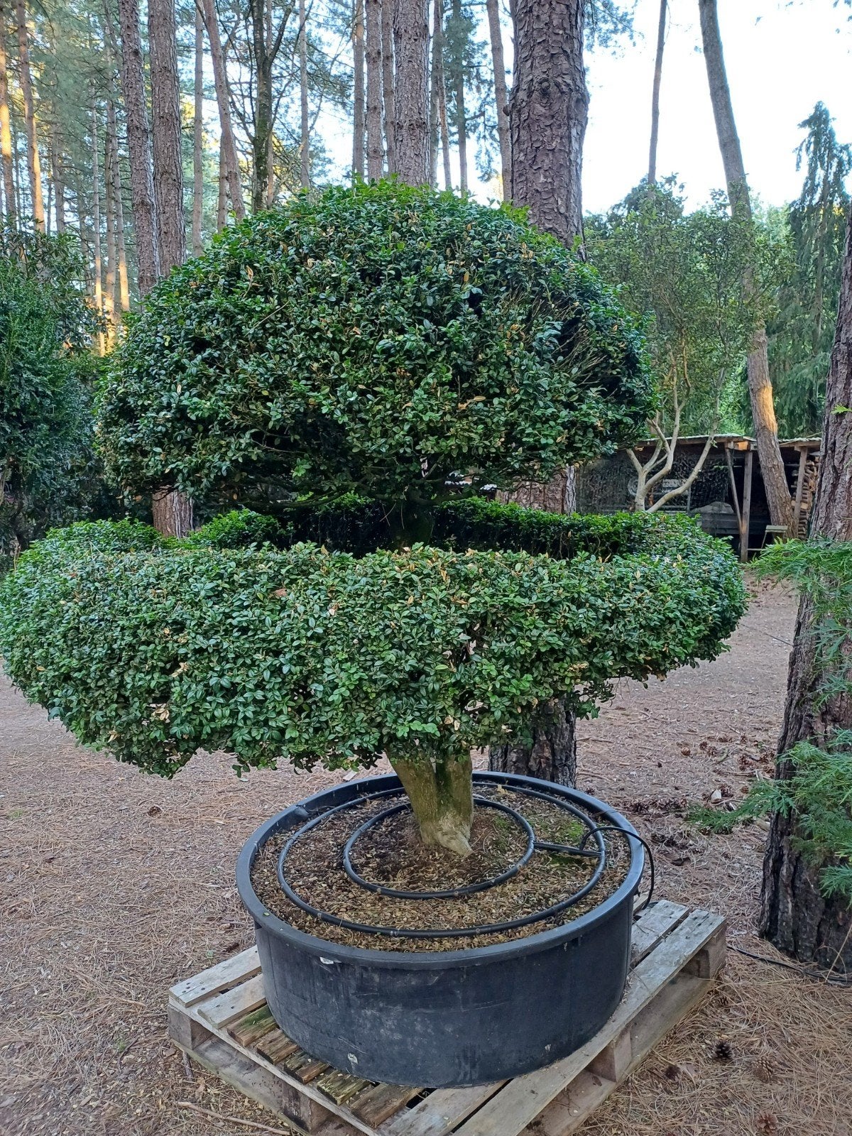 buxus bonsai oud, Ophalen