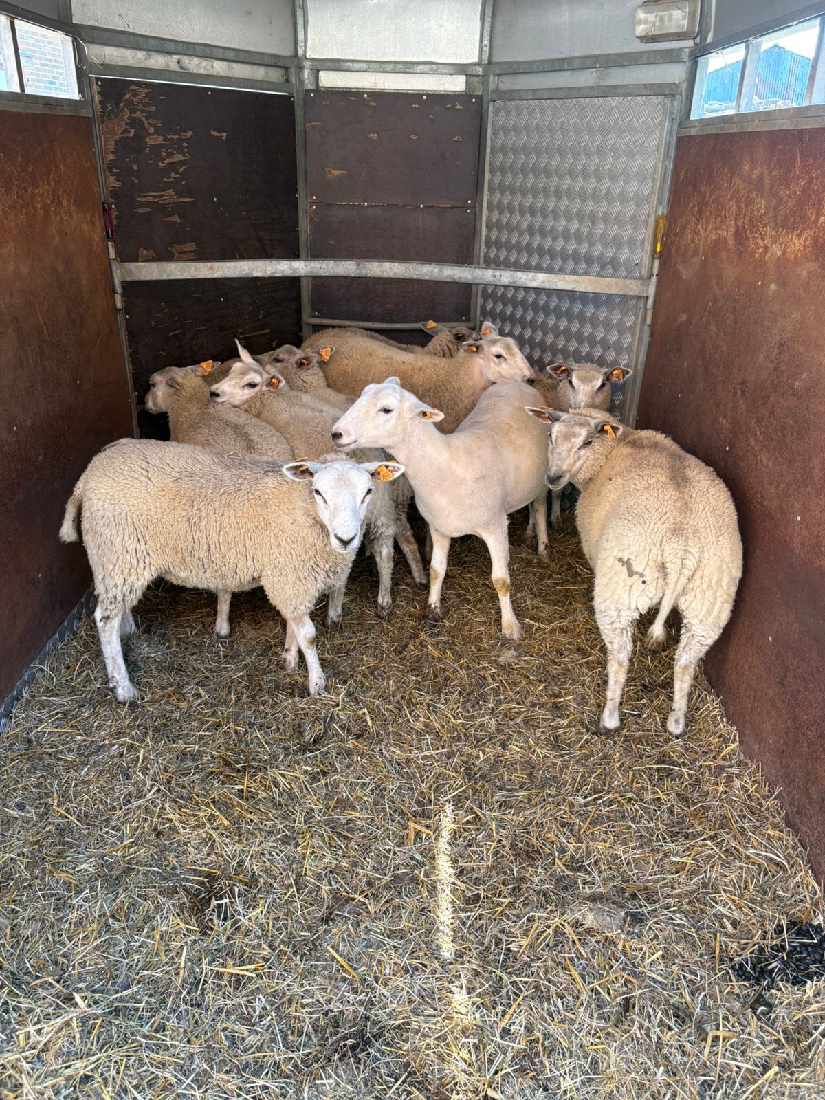 Agneaux Ewe à vendre, Animaux & Accessoires, Moutons, Chèvres & Cochons, Femelle, Mouton, 0 à 2 ans