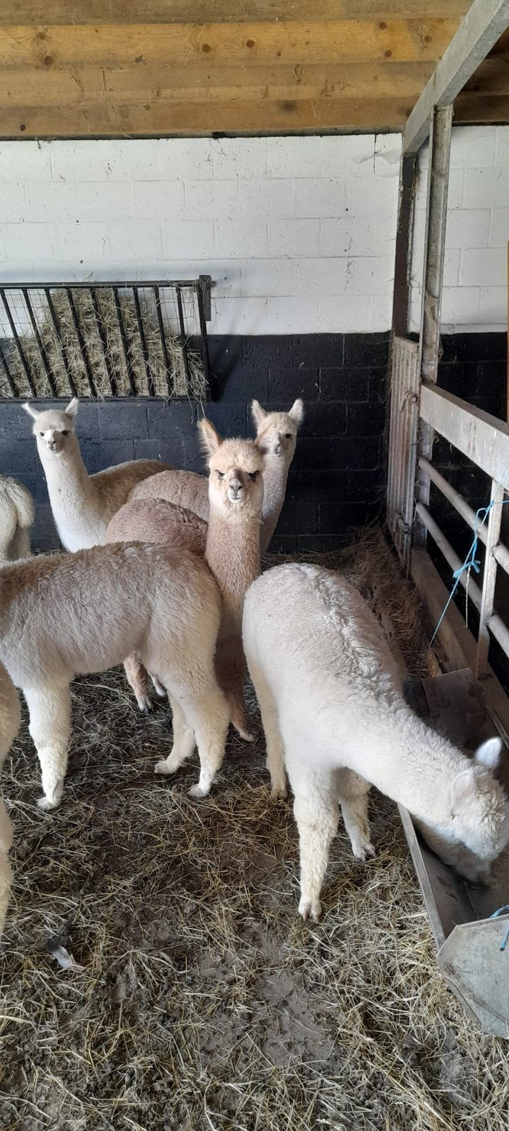 Aankoop van alpacas, Dieren en Toebehoren