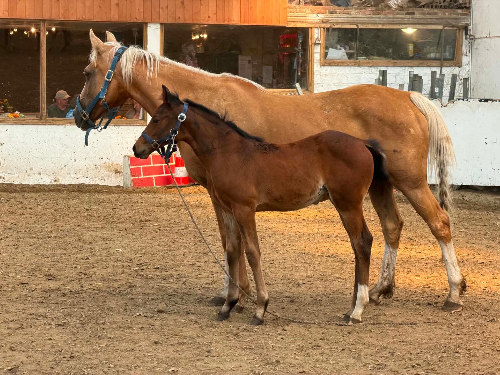 Veelbelovend en elegant stamboek merrieveulen, Animaux & Accessoires, Chevaux, Avec pedigree, Moins de 160 cm, 0 à 2 ans, Non dressé