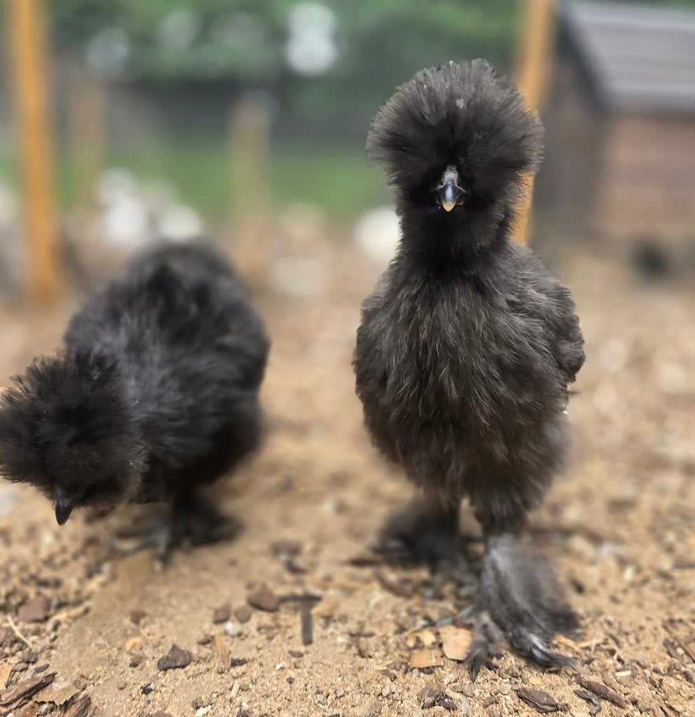 USA zijdehoen hen zwart, Femelle, Poule ou poulet