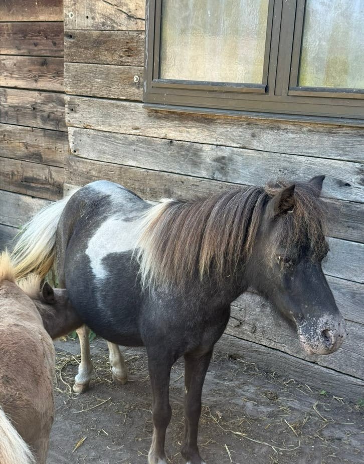 Merrie met veulen, Dieren en Toebehoren, Merrie, Niet van toepassing, A pony (tot 1.17m), Recreatiepony
