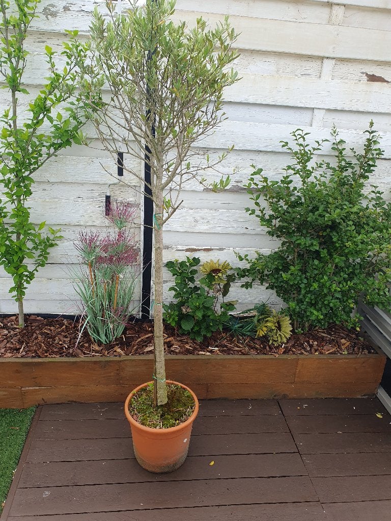 Olijfboom, Tuin en Terras, Ophalen, Olijfboom