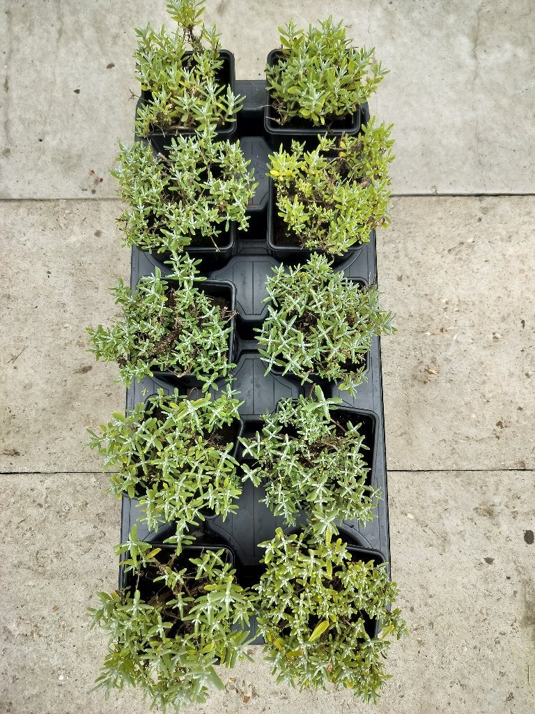 Lavendel Angustilolia Hidcote  43 planten voor 30 €, Ophalen, Bodembedekkers, Volle zon, Vaste plant