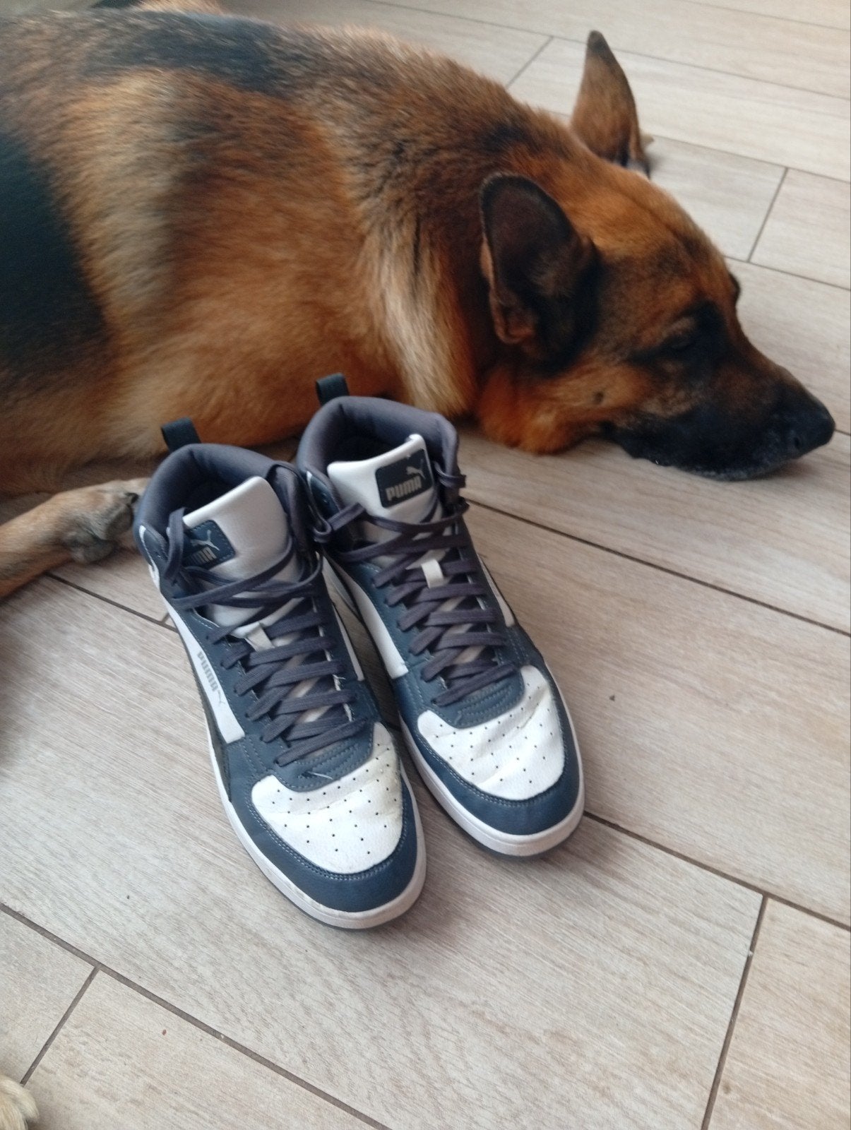 Puma sneakers maat 43 maar valt een beetje klein, Kleding | Heren, Schoenen, Puma, Ophalen of Verzenden, Zo goed als nieuw, Sneakers