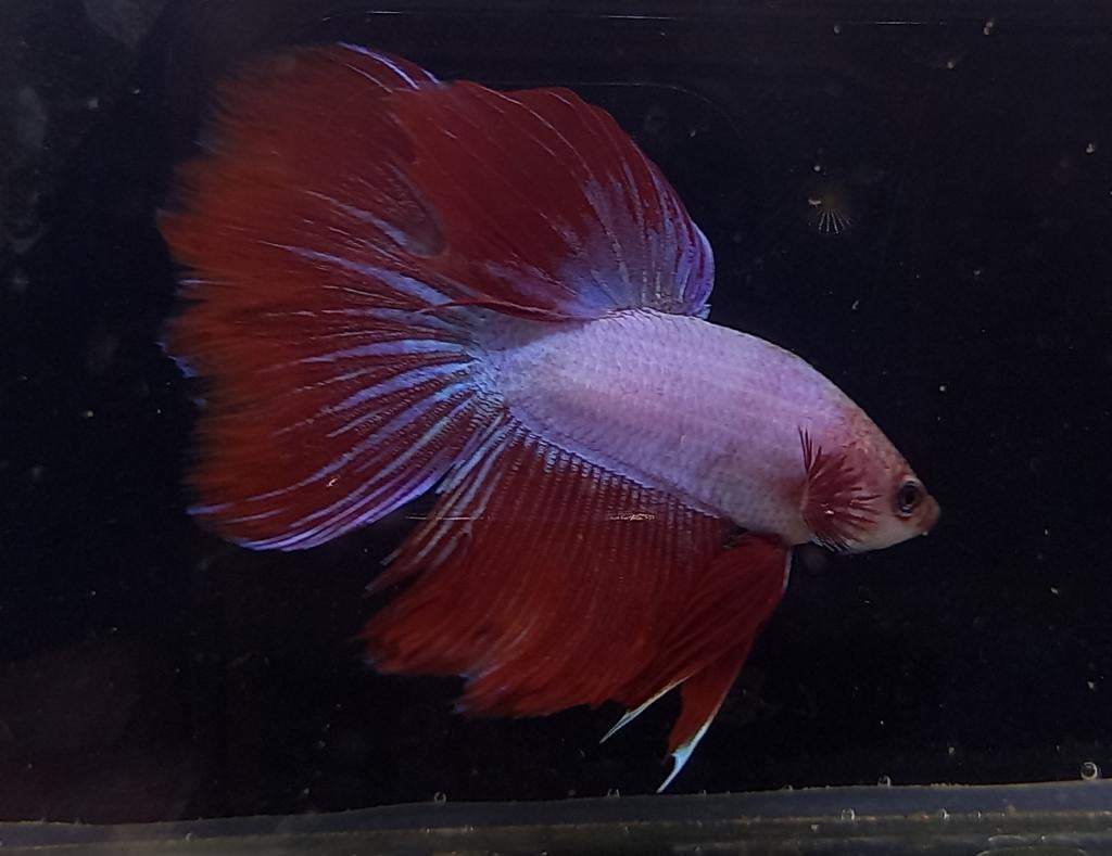 Betta halfmoon mannen, Dieren en Toebehoren, Vis, Zoetwatervis
