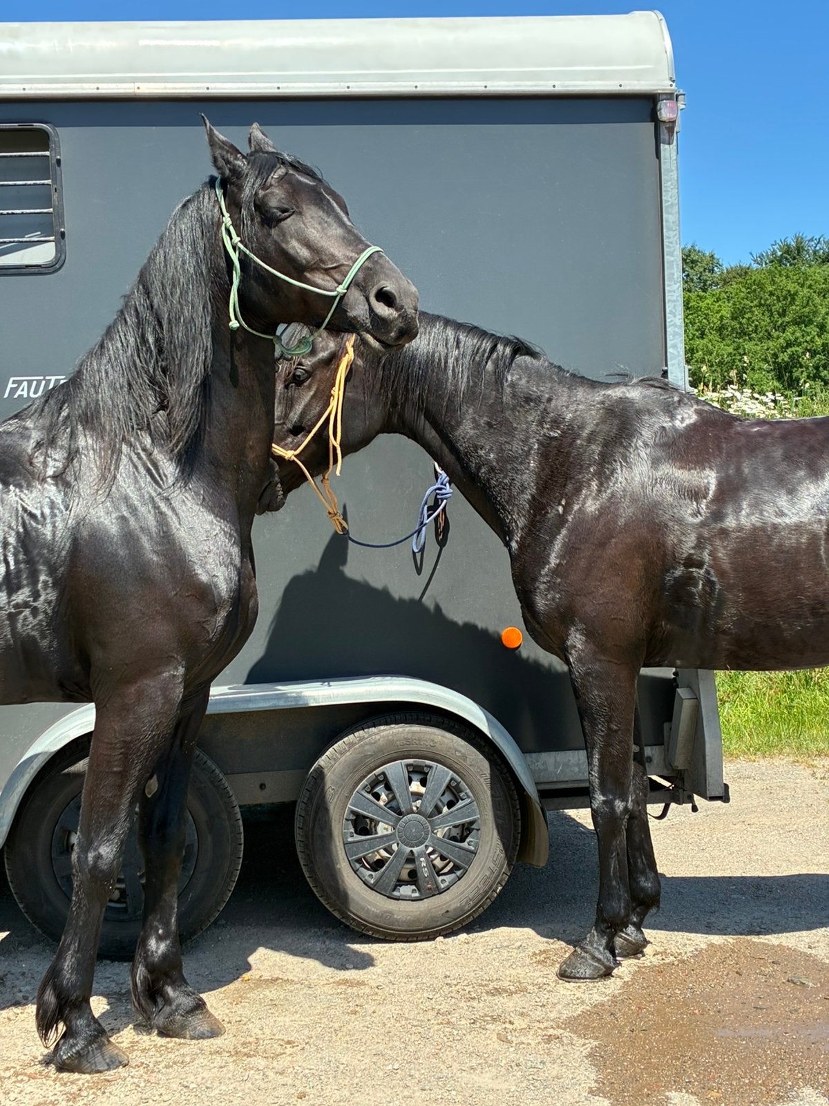 Halve stal met Arabo Fries!, Avec pedigree, Moins de 160 cm, Ne s'applique pas, Cheval de récréation
