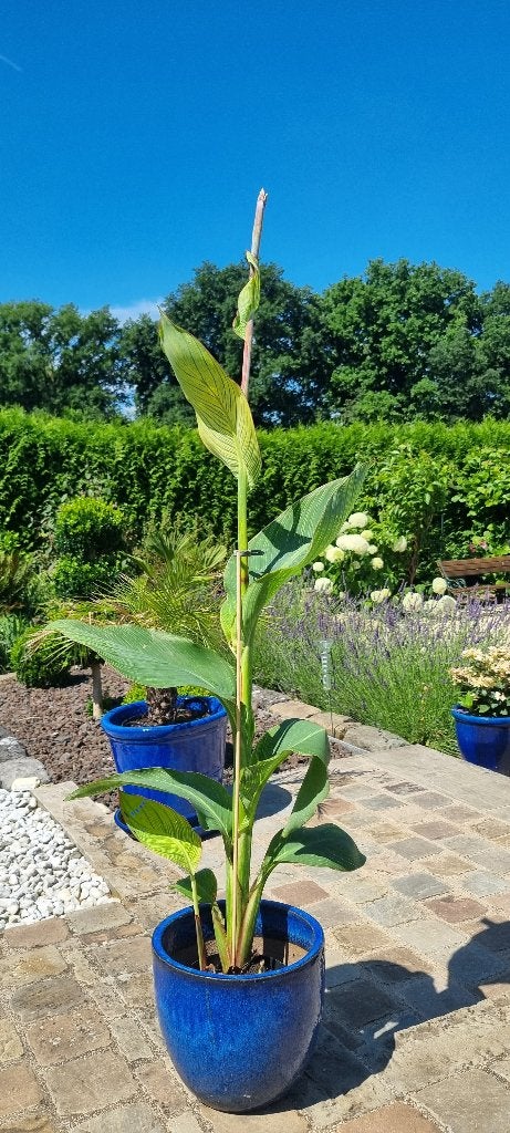 Canna Pretoria, Enlèvement