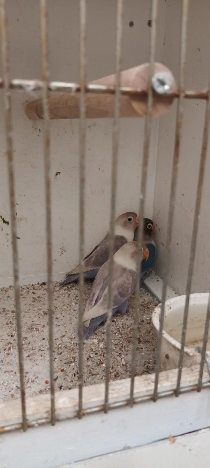 personatas, Animaux & Accessoires, Oiseaux | Oiseaux Autre