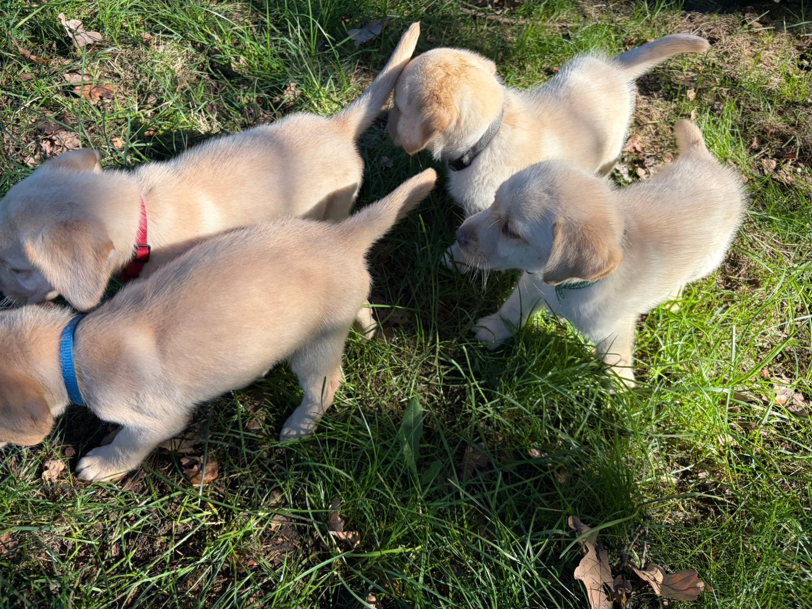 Blonde Labrador pups met Vlaams stamboom, Dieren en Toebehoren, België, Reu, 8 tot 15 weken, Labrador retriever