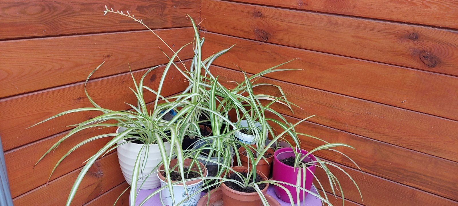 Graslelies 1€/stuk uit te kiezen. Wees er snel bij!, Huis en Inrichting, Kamerplanten, Ophalen, Overige soorten, Halfschaduw, In pot