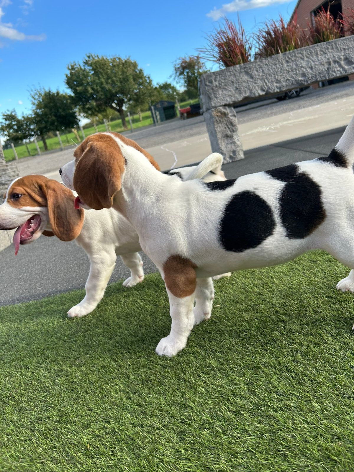 Lieve beagle pups, België, Beagle, 8 tot 15 weken, Meerdere