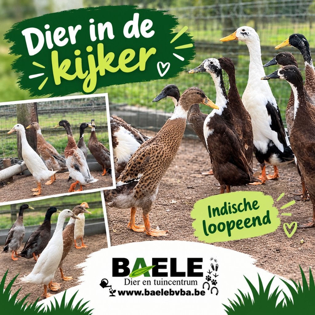 Indische loopeenden, Animaux & Accessoires, Plusieurs animaux, Canard