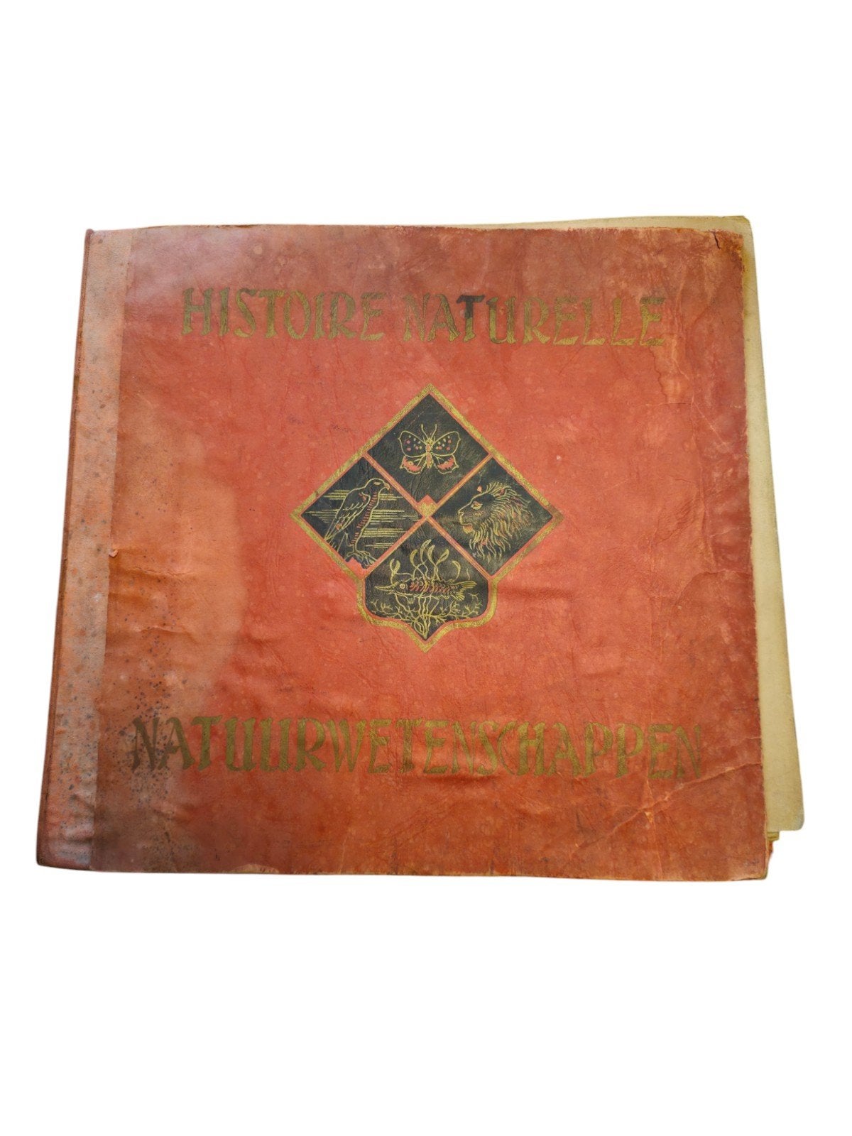 Ancien Album Chromos Chocolat Ri-Ri Demaret Complet – Faune, Enlèvement ou Envoi, Utilisé, Demar, Livre d'images