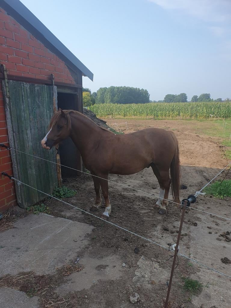 Welsh b, Dieren en Toebehoren, Ruin, C pony (1.27m tot 1.37m), 7 tot 10 jaar, Tuigpony