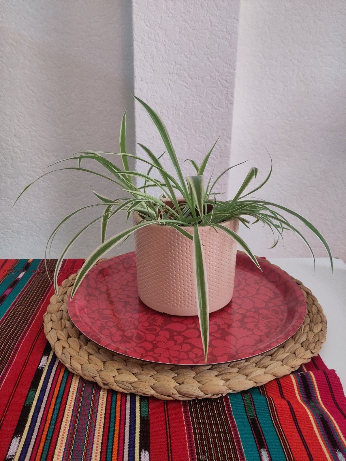 Chlorophytum met roze potje, Enlèvement