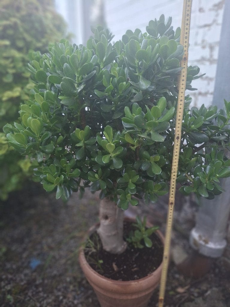 Arbre / Bonsaî de Crassula 10 ans, Jardin & Terrasse, Automne, En pot, 100 à 250 cm, Autres espèces