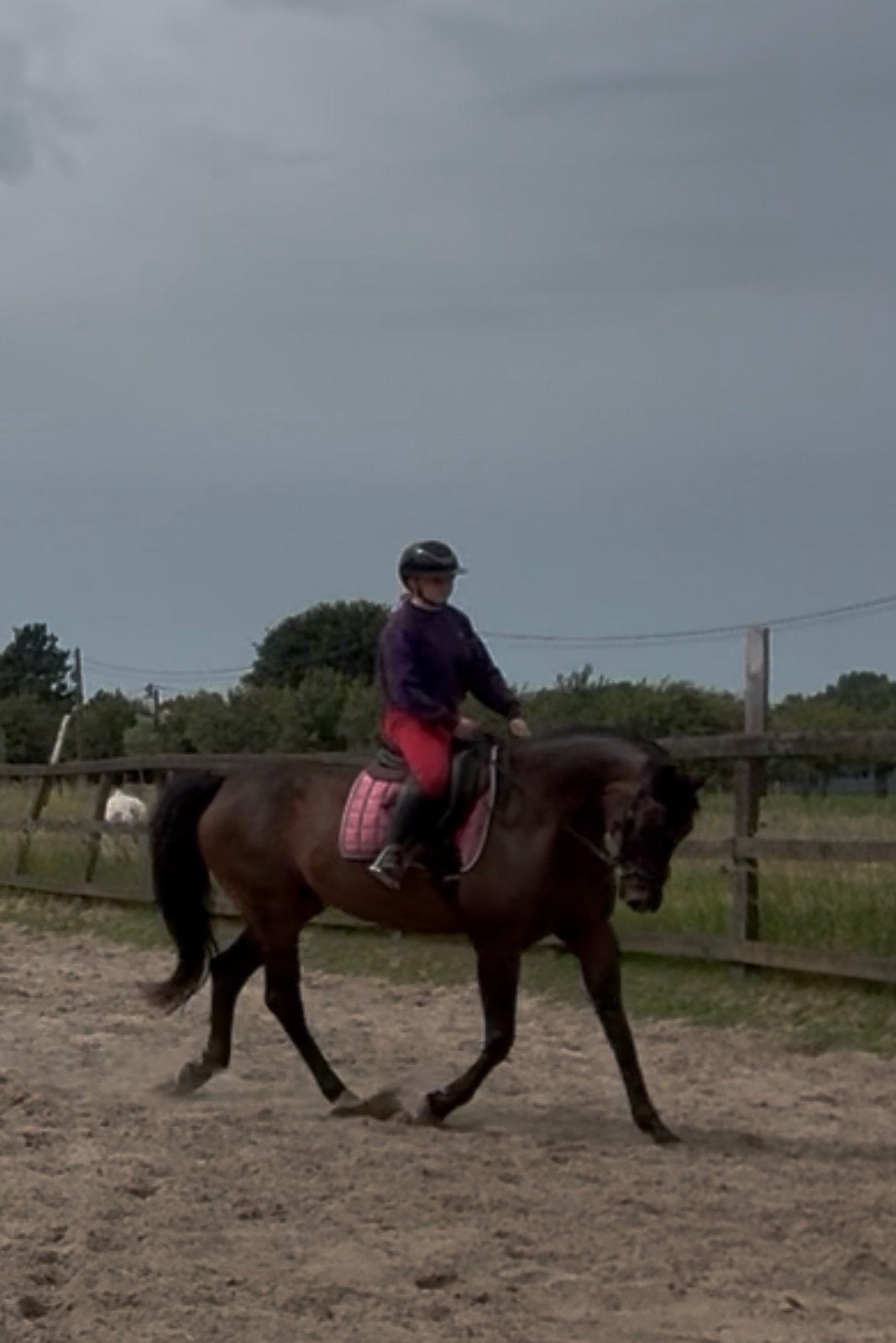 Allerliefste GOEDGEKEURDE allround merrie te koop, Cheval de dressage, 11 ans ou plus, M, 165 à 170 cm