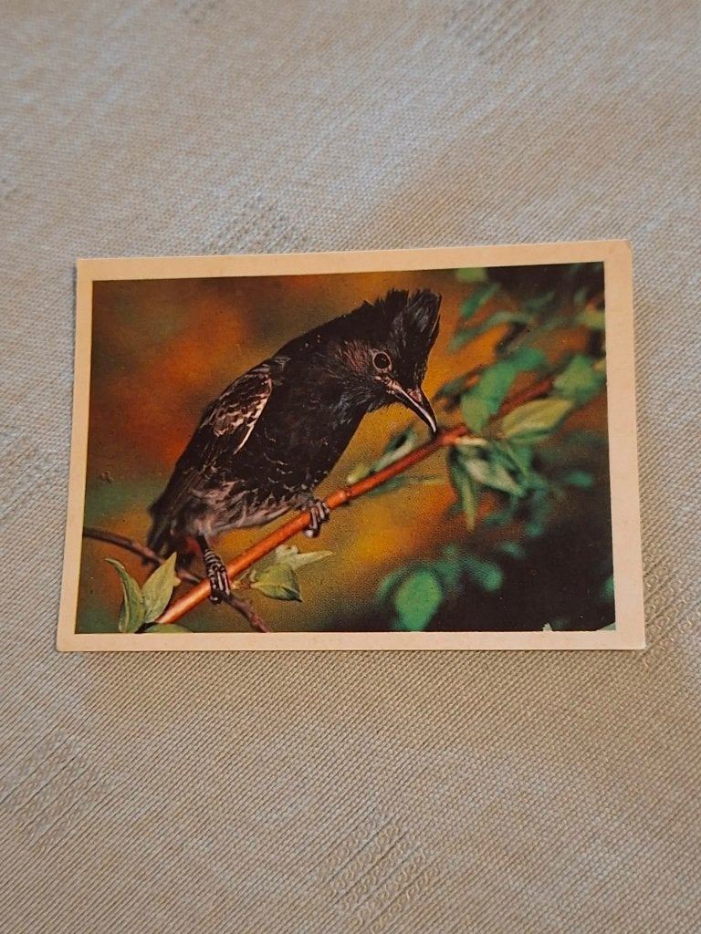 Prentje/Chromo : Kala-Bulbul, Ophalen of Verzenden, Gebruikt, Dier, Prent