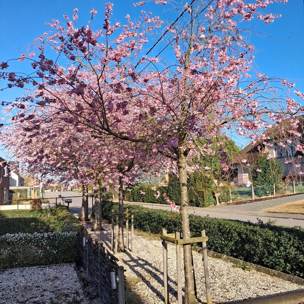 Japanse sierkerselaar, Tuin en Terras, Planten | Bomen, Ophalen