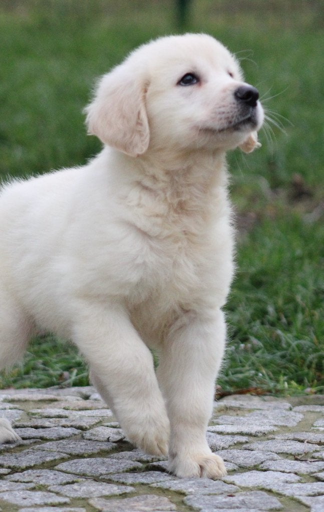 Chiot Golden Retriever, Golden retriever, Chien (mâle), Maladie de Carré (chiens), Belgique