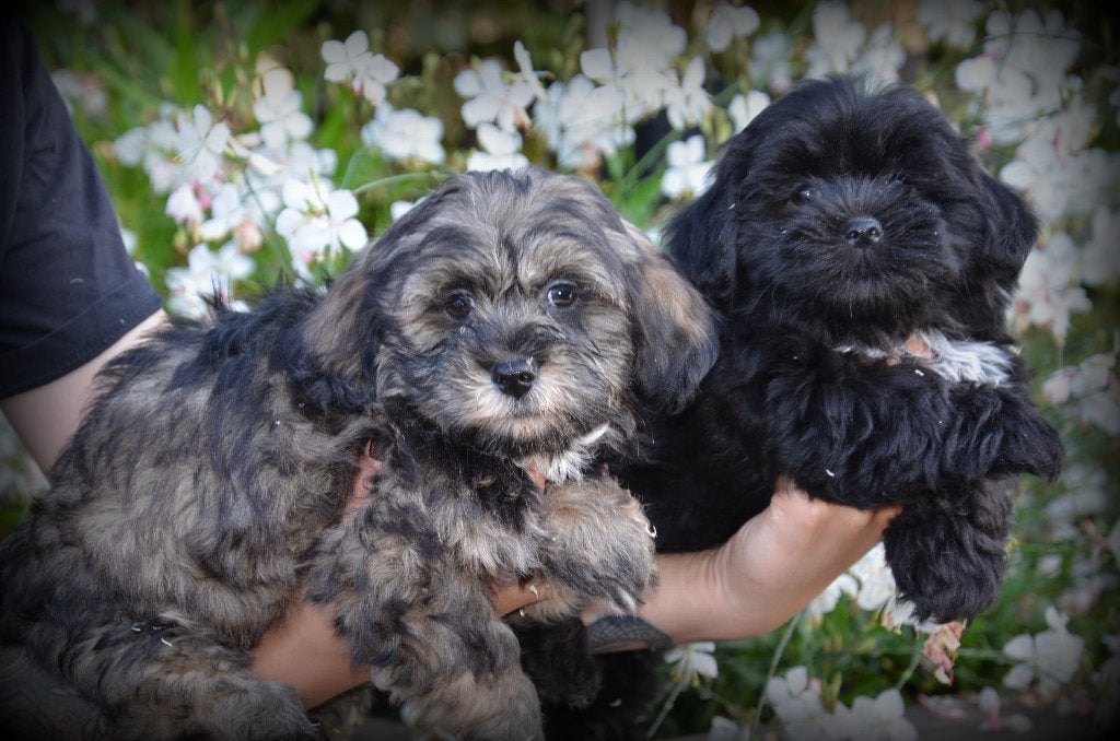 Chiots Boomer (Bichon mix), Animaux & Accessoires, Maladie de Carré (chiens), Bichon maltais, Plusieurs, Belgique