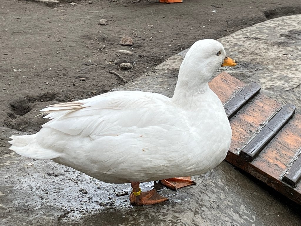 Witte Hollandse kwaker, Mâle, Canard