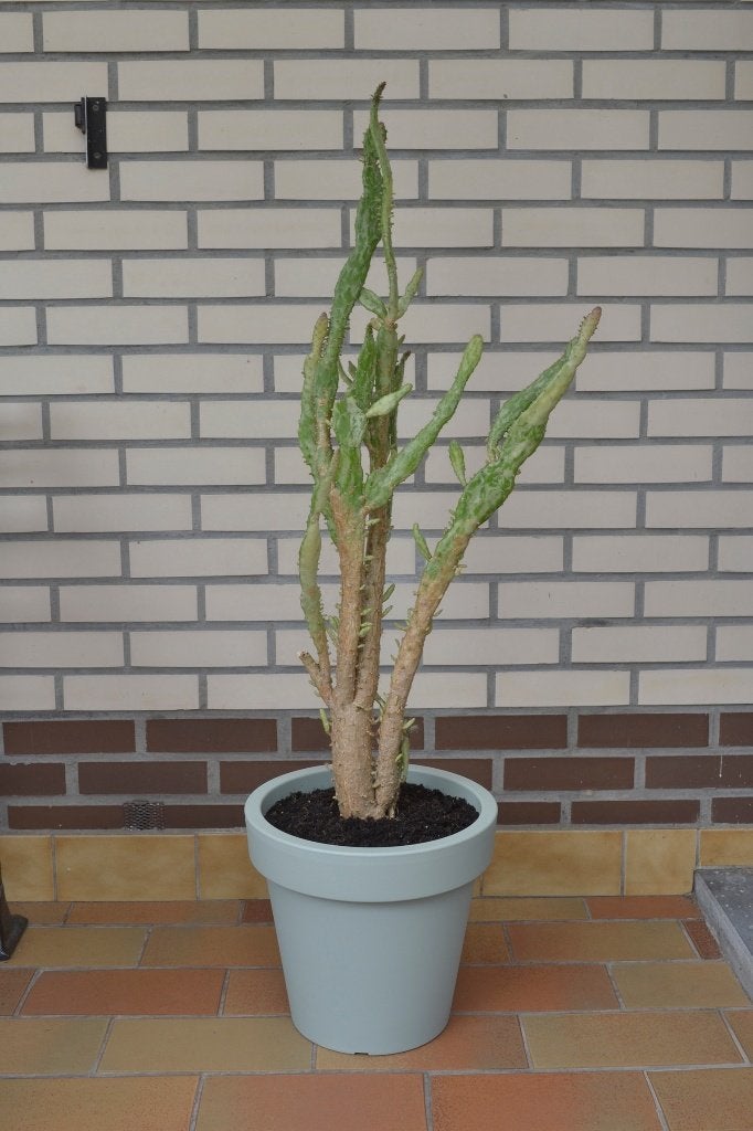 Grote cactus in pot, Huis en Inrichting, Kamerplanten, Ophalen, Cactus, In pot, 100 tot 150 cm