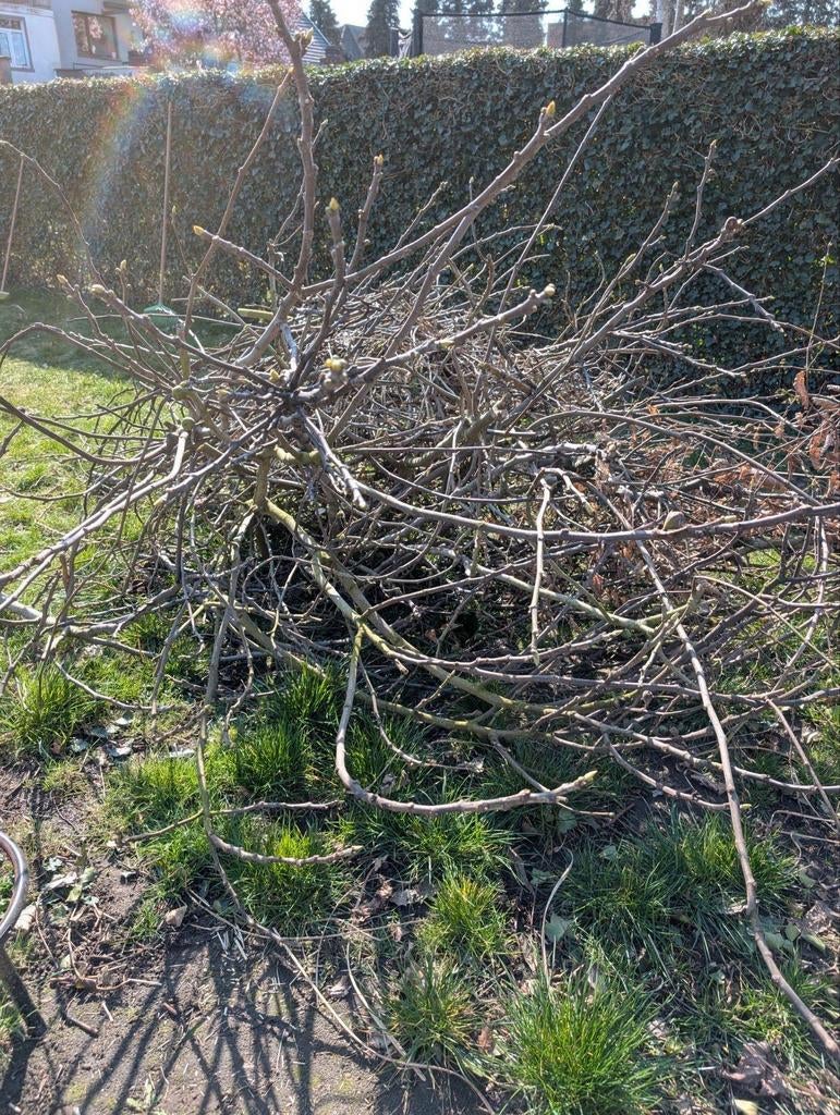 Gratis: snoeihout, brandhout, hout van vijgenboom., Doe-het-zelf en Bouw, Metalen, Ophalen