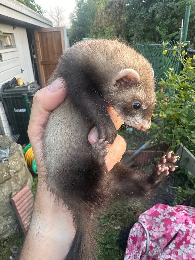 Fret moertje, Animaux & Accessoires, Mai, Femelle