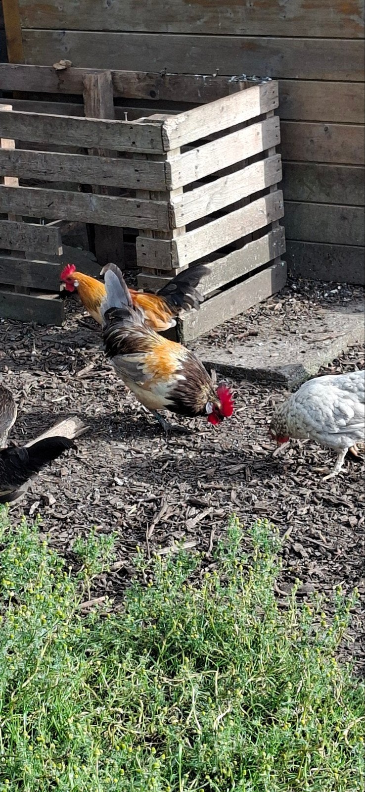 Bassette haan 2025, Dieren en Toebehoren, Pluimvee