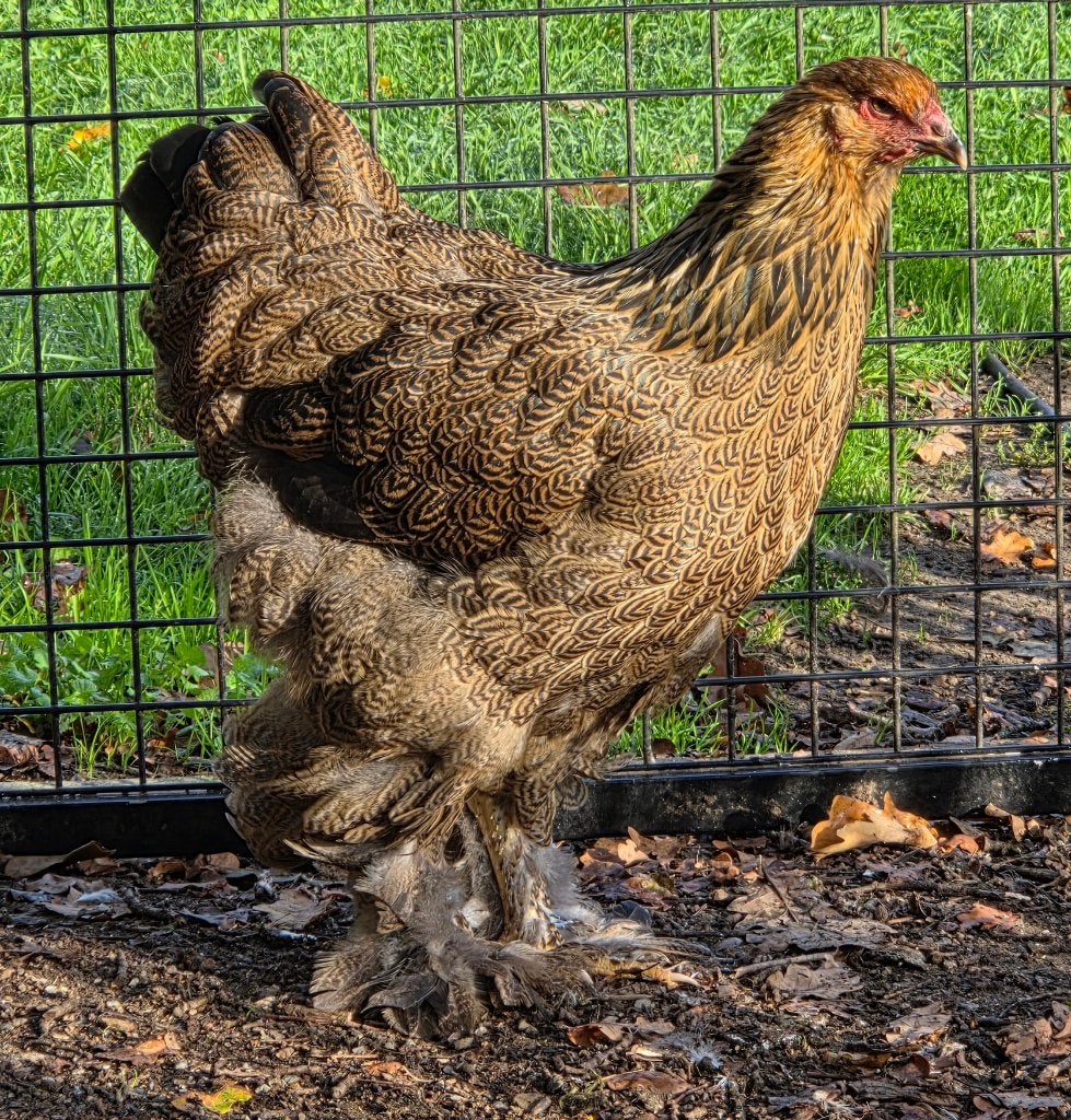 Brahma goudpatrijs hen, Femelle, Poule ou poulet