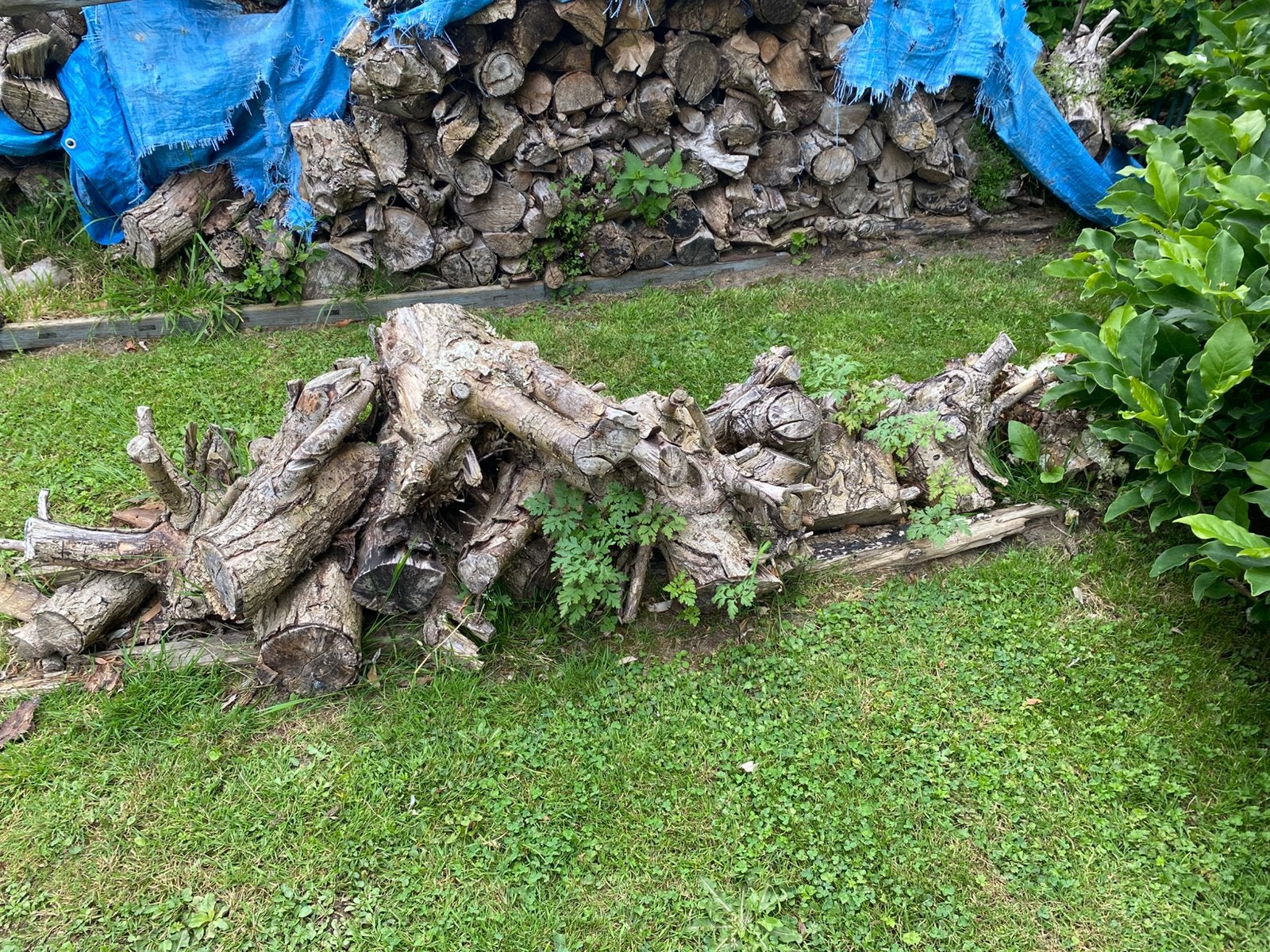 Bois de chauffage à donner extra sec, Jardin & Terrasse, Enlèvement ou Envoi