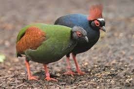 Roul Roul, Plusieurs animaux, Bagué