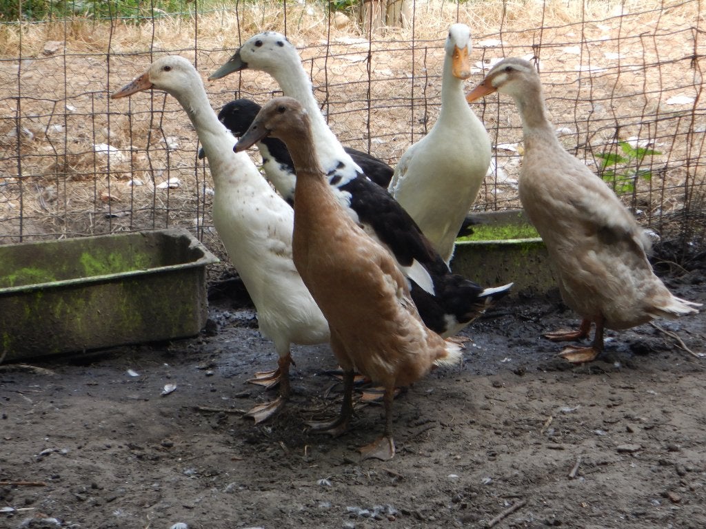 te koop loopeenden, Animaux & Accessoires, Volatiles, Plusieurs animaux, Canard
