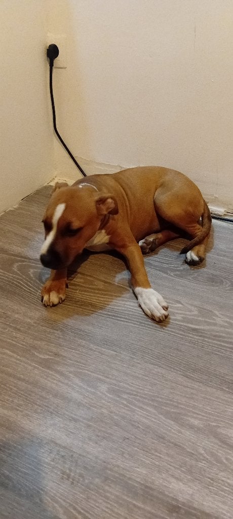 Puppie, België, Particulier, Overige rassen, Teef