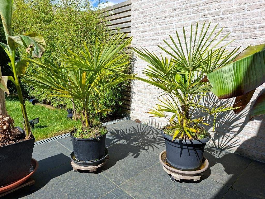 Chinese waaierpalm (stam 20 cm / hoogte 1m.), Tuin en Terras, Bloeit niet, Minder dan 100 cm, Palmboom, Ophalen