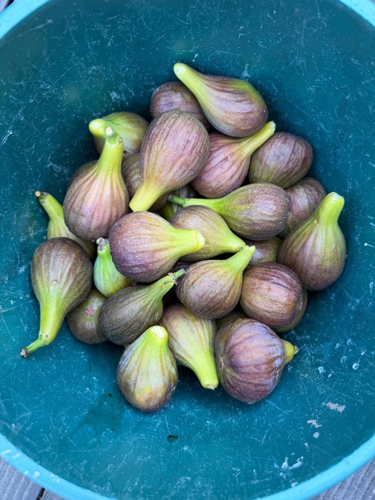 4+ kg zoete verse vijgen - buitenkansje - snel zijn!, Divers, Produits alimentaires, Enlèvement