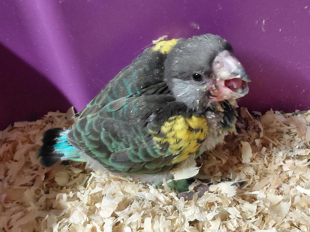 Baby Meyer-papegaai en een ..., Dieren en Toebehoren, Vogels | Parkieten en Papegaaien, Geslacht onbekend, Papegaai, Geringd