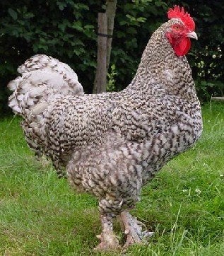 Mechelse koekoek, Meerdere dieren, Kip