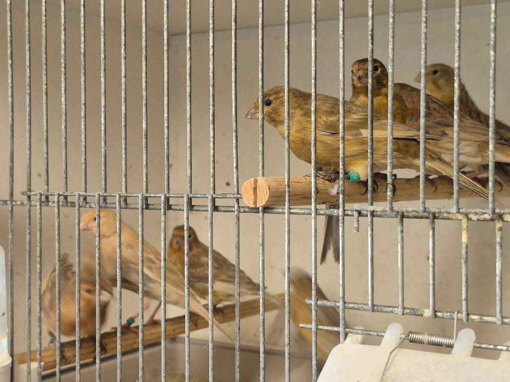 kanarie, Plusieurs animaux, Canari de couleur