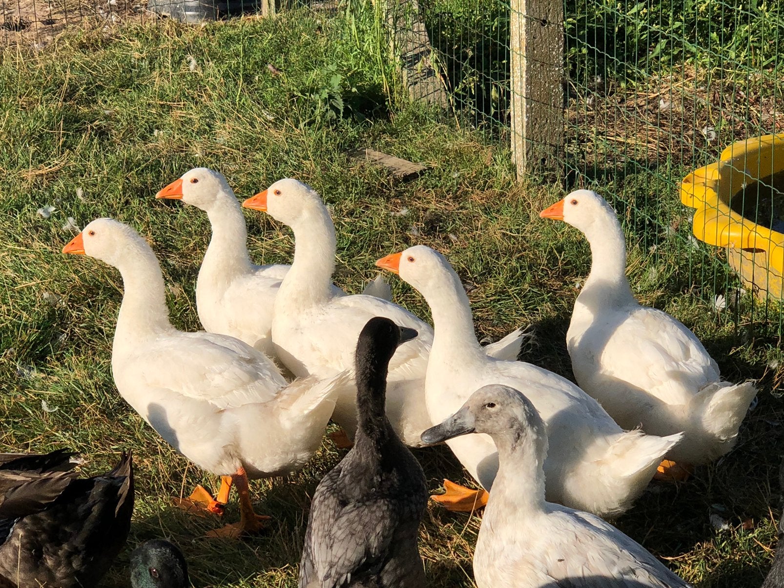 Jonge witte ganzen, Dieren en Toebehoren, Pluimvee, Meerdere dieren, Gans of Zwaan