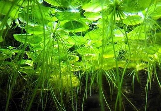 Aquarium drijfplant Limnobium Laevigatum, Dieren en Toebehoren, Ophalen