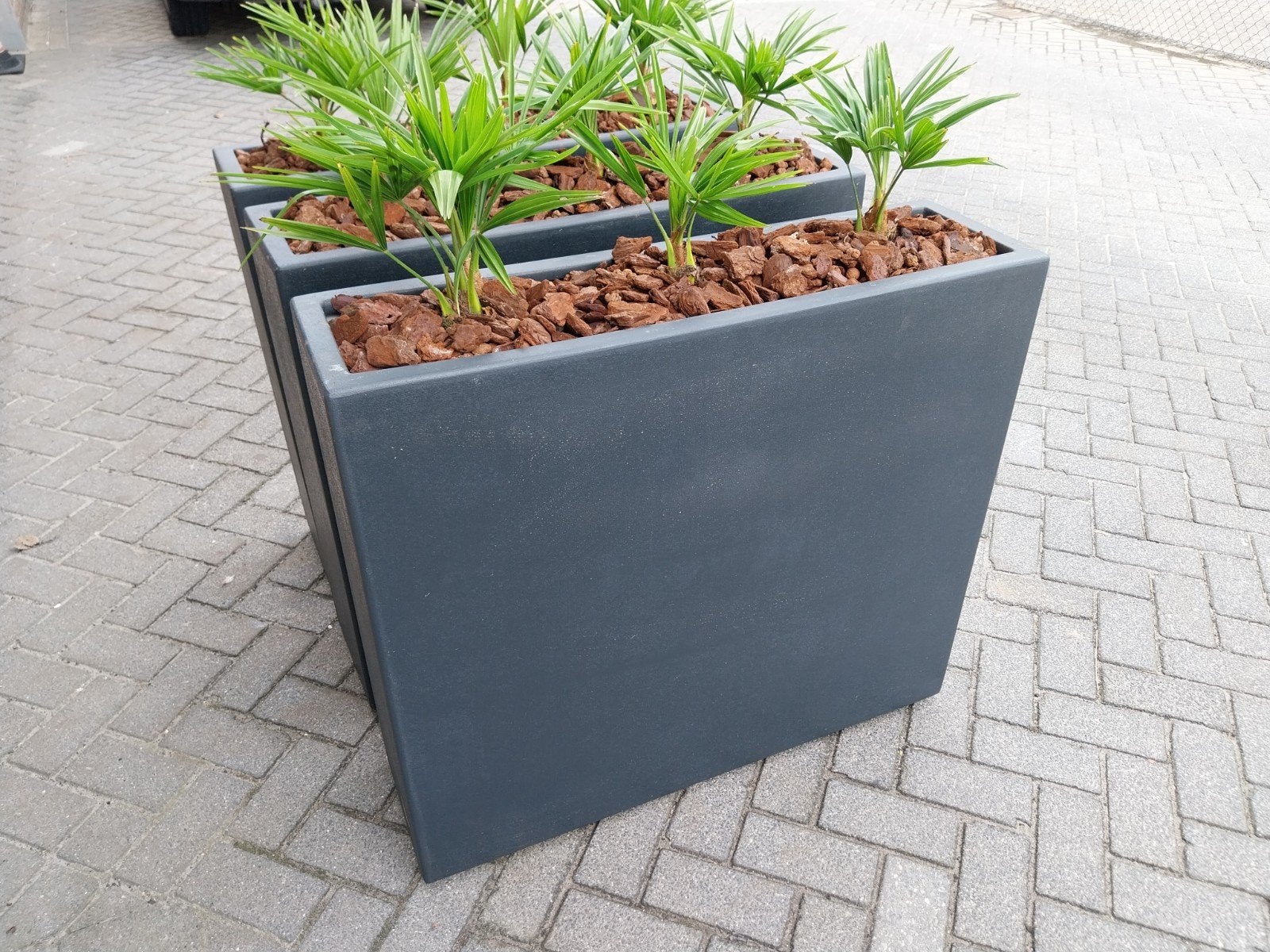 3 plantenbakken met palmen, Tuin en Terras, Ophalen