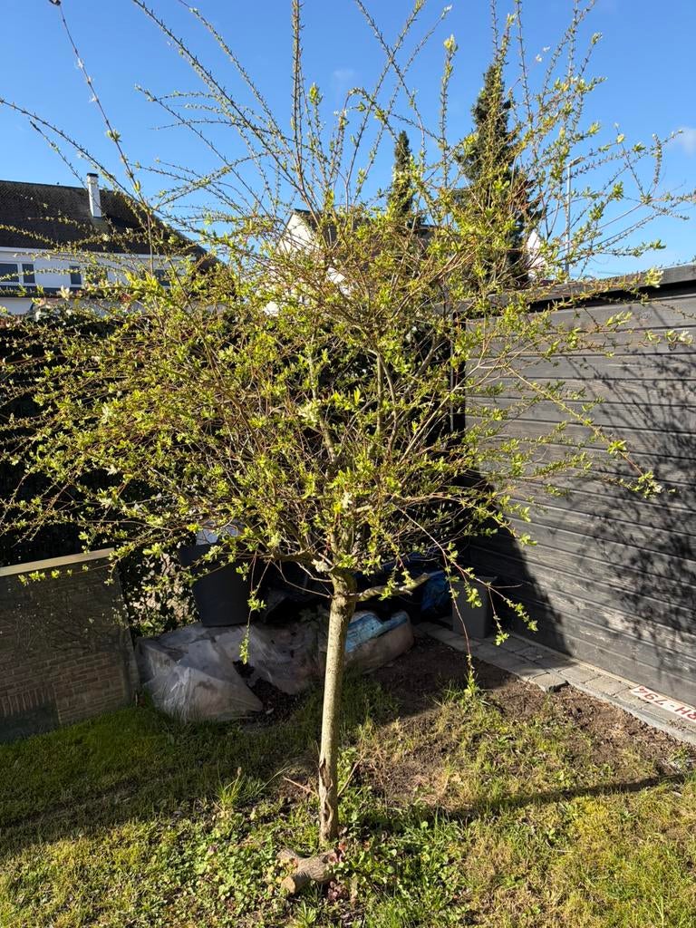 Japanse Wilg - gratis, zelf uithalen!!, Tuin en Terras, Ophalen