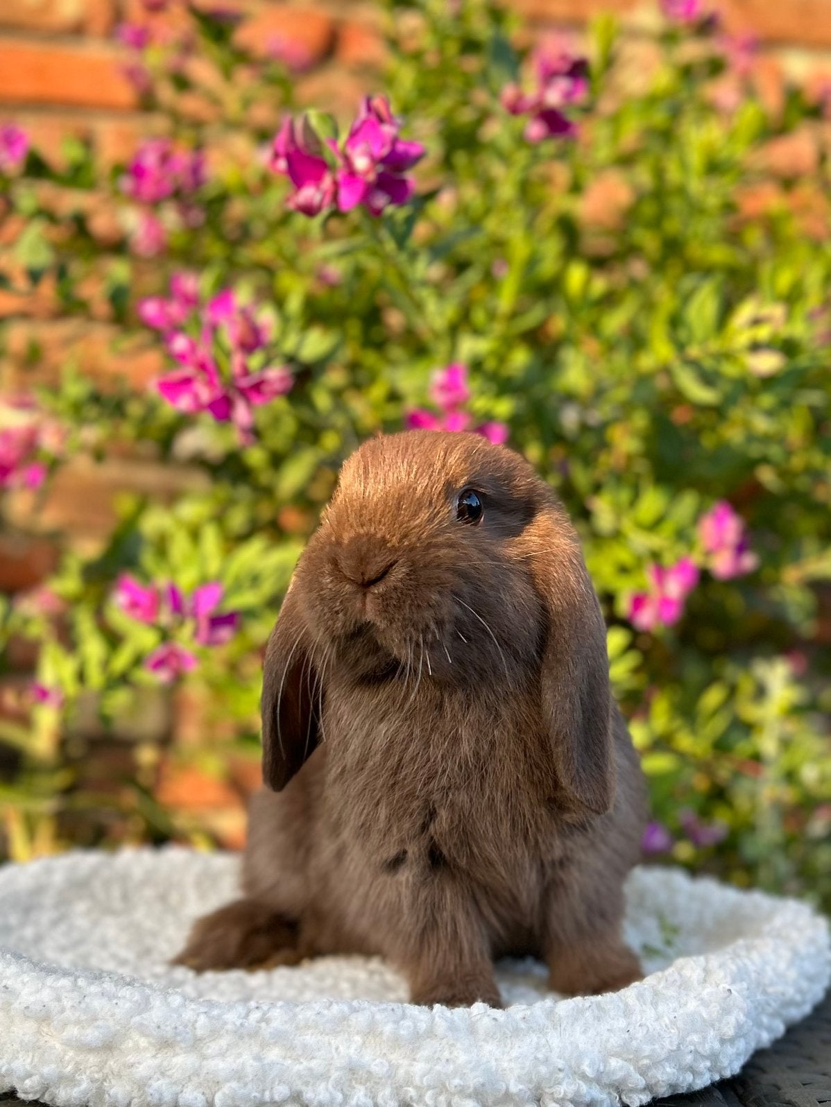 Jonge, lieve Nederlandse dwerghangoortjes, Plusieurs animaux, Nain, Oreilles tombantes, 0 à 2 ans