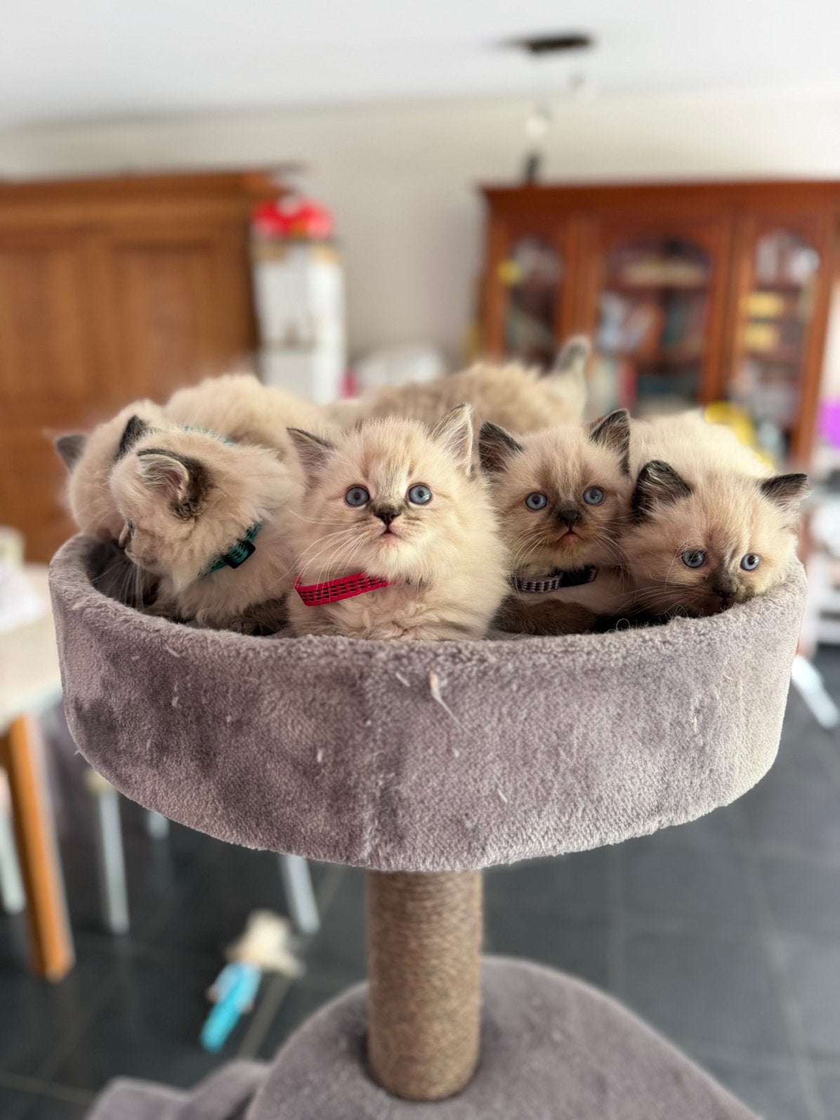 Chatons Ragdoll, Plusieurs animaux, Avec pedigree, 0 à 2 ans