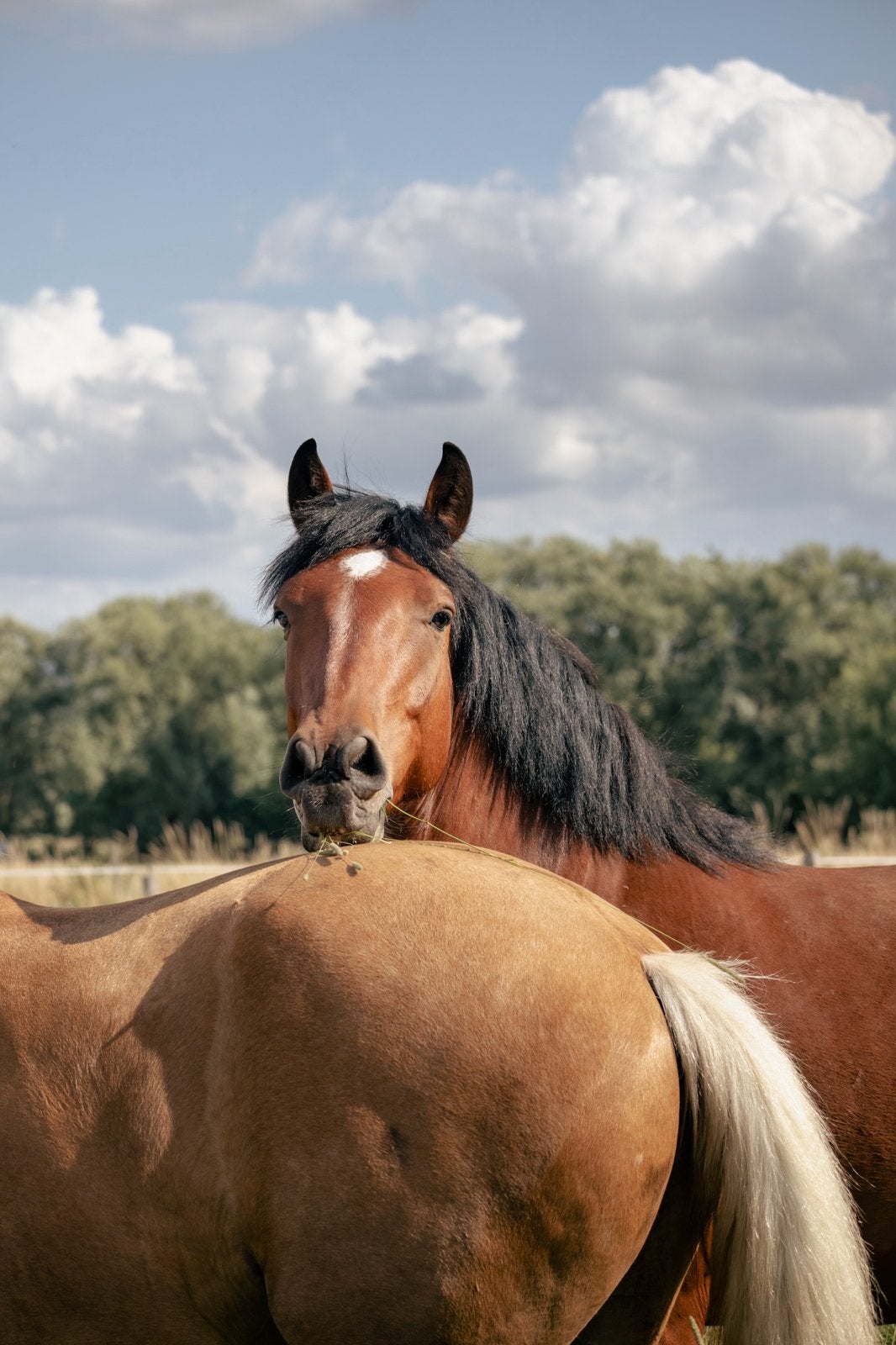 Halve stal / bijrijder / leasepaard (9420 Erpe), Enlèvement, Récréation