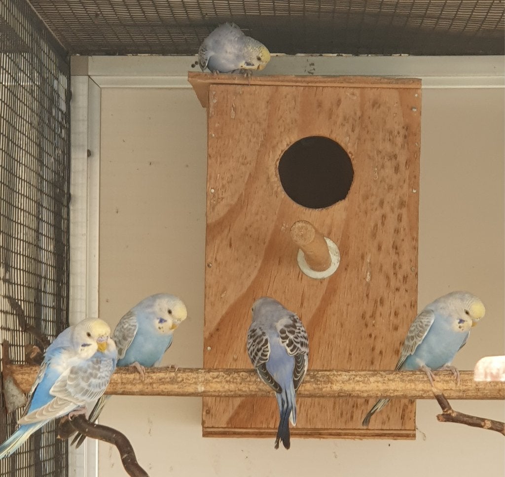 9 jonge grasparkieten, Dieren en Toebehoren, Geslacht onbekend, Parkiet