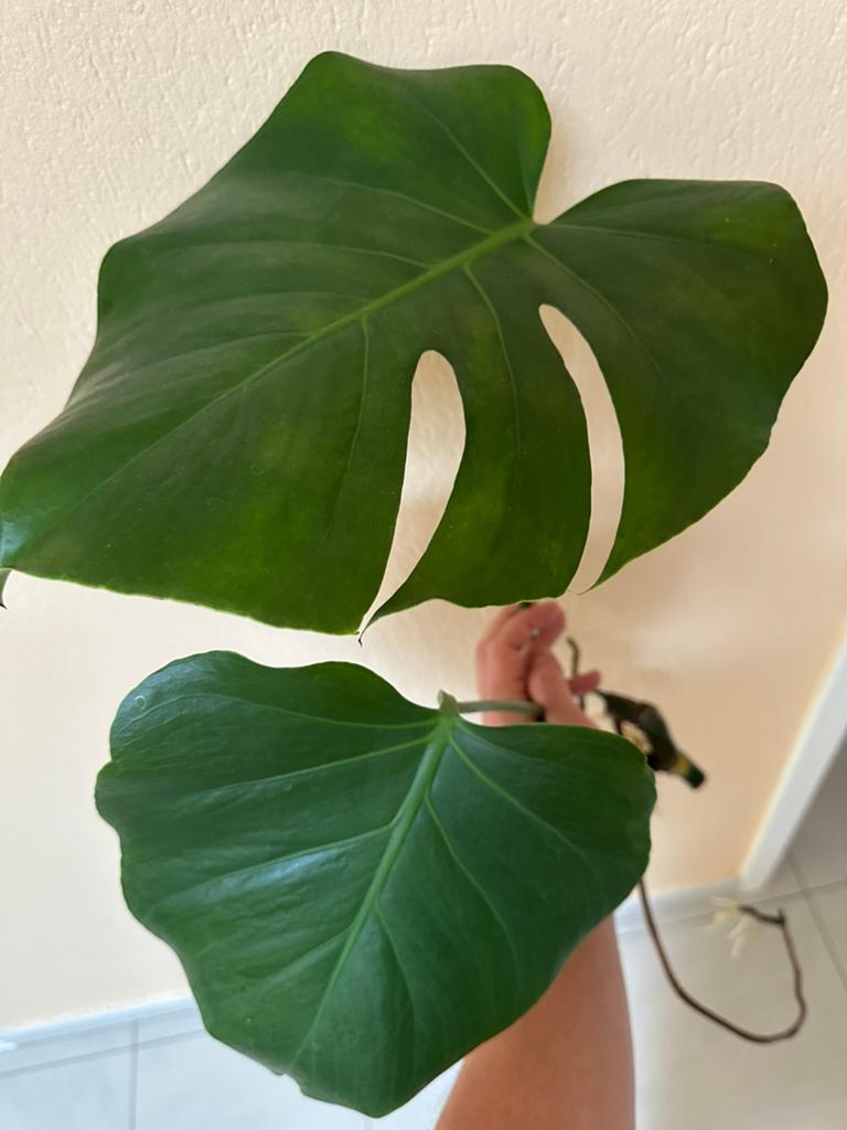 Bouture Monstera Deliciosa, Huis en Inrichting, Kamerplanten, Ophalen, Overige soorten, Halfschaduw, Minder dan 100 cm